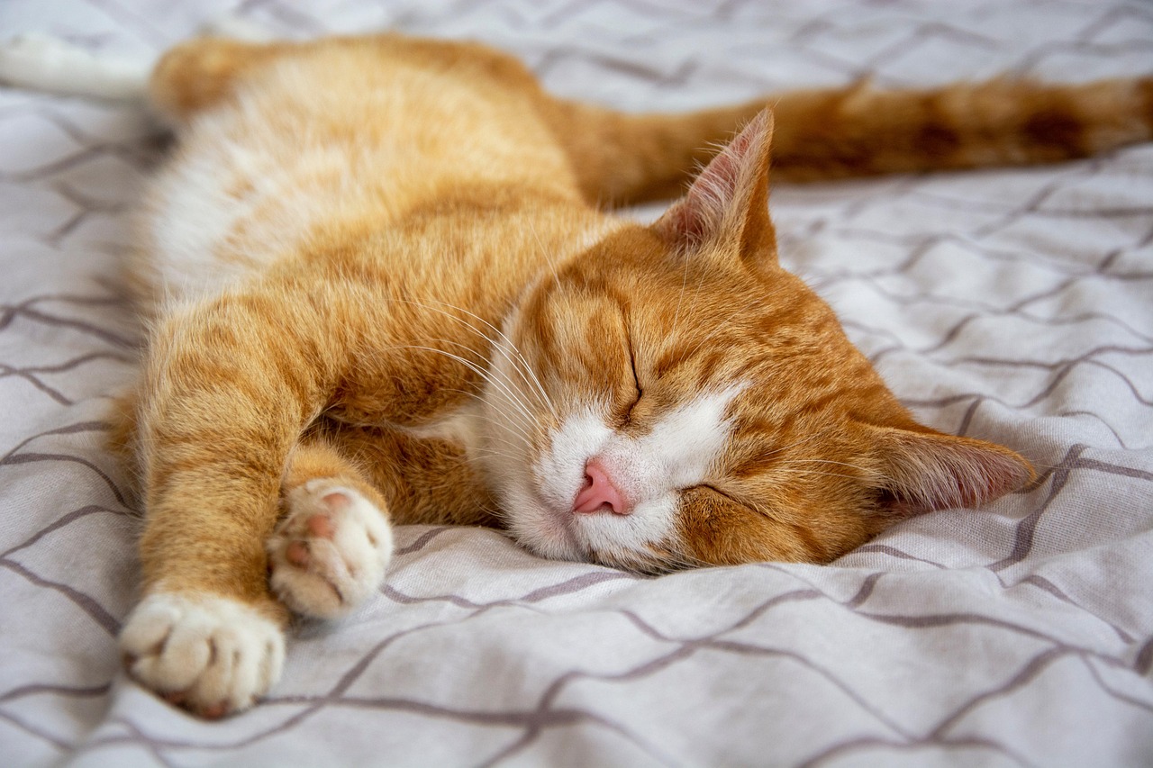 Die orange Katzen