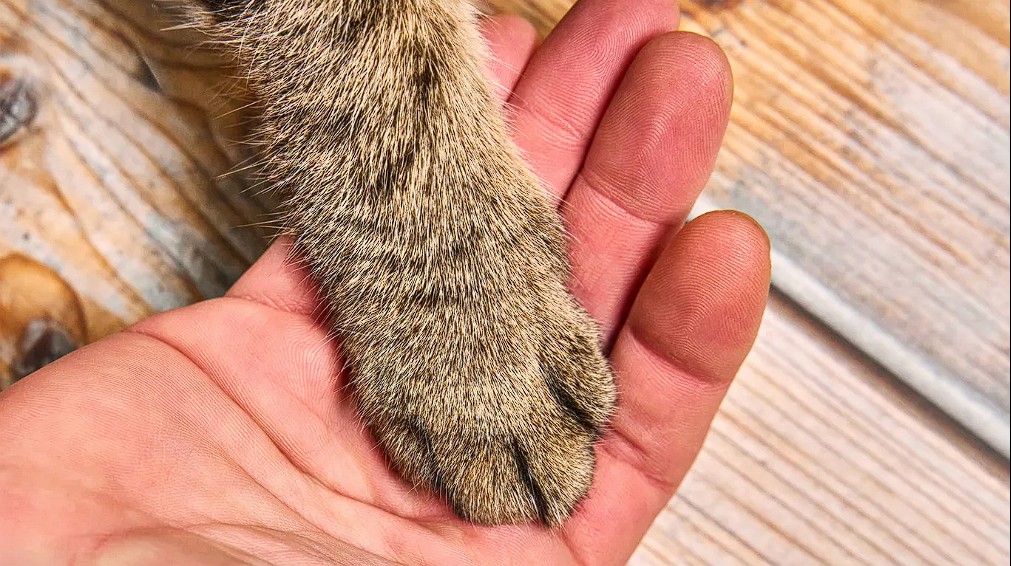 Warum Katzen uns