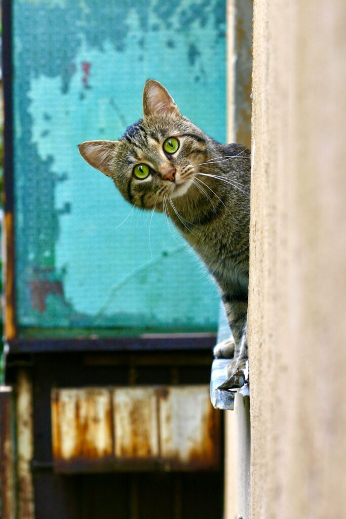 Katzen 21