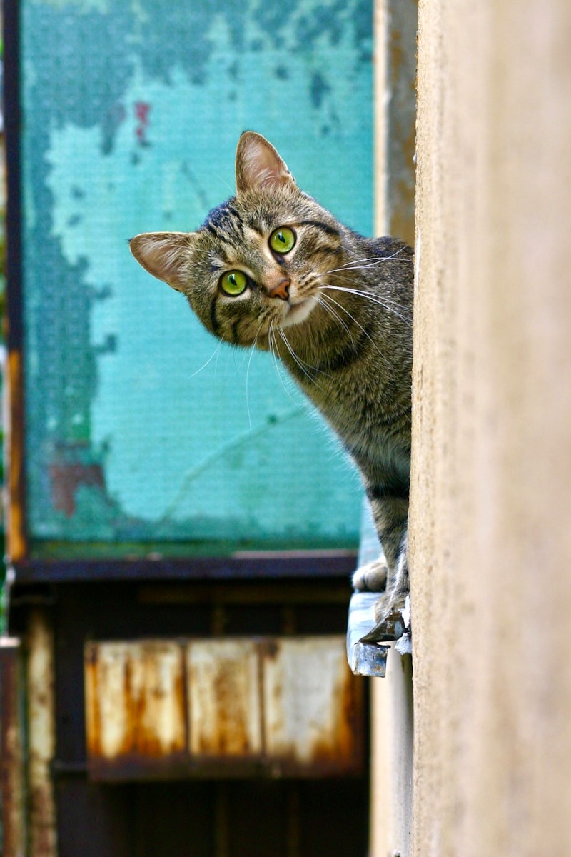 Warum Katzen gurren