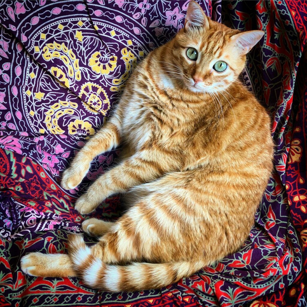 orange tabby cat