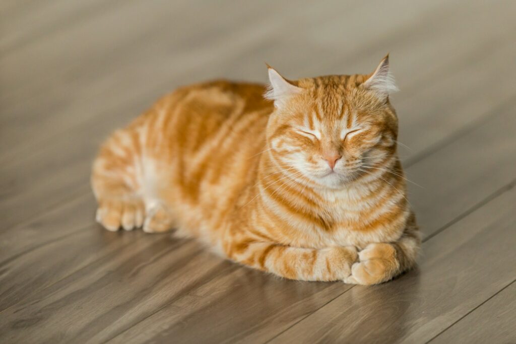 Katzen 20