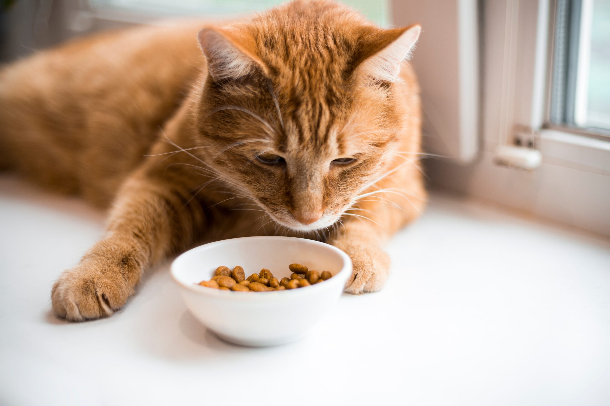 Katze schnuppert Futter frisst nicht